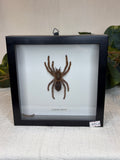 Framed Spider