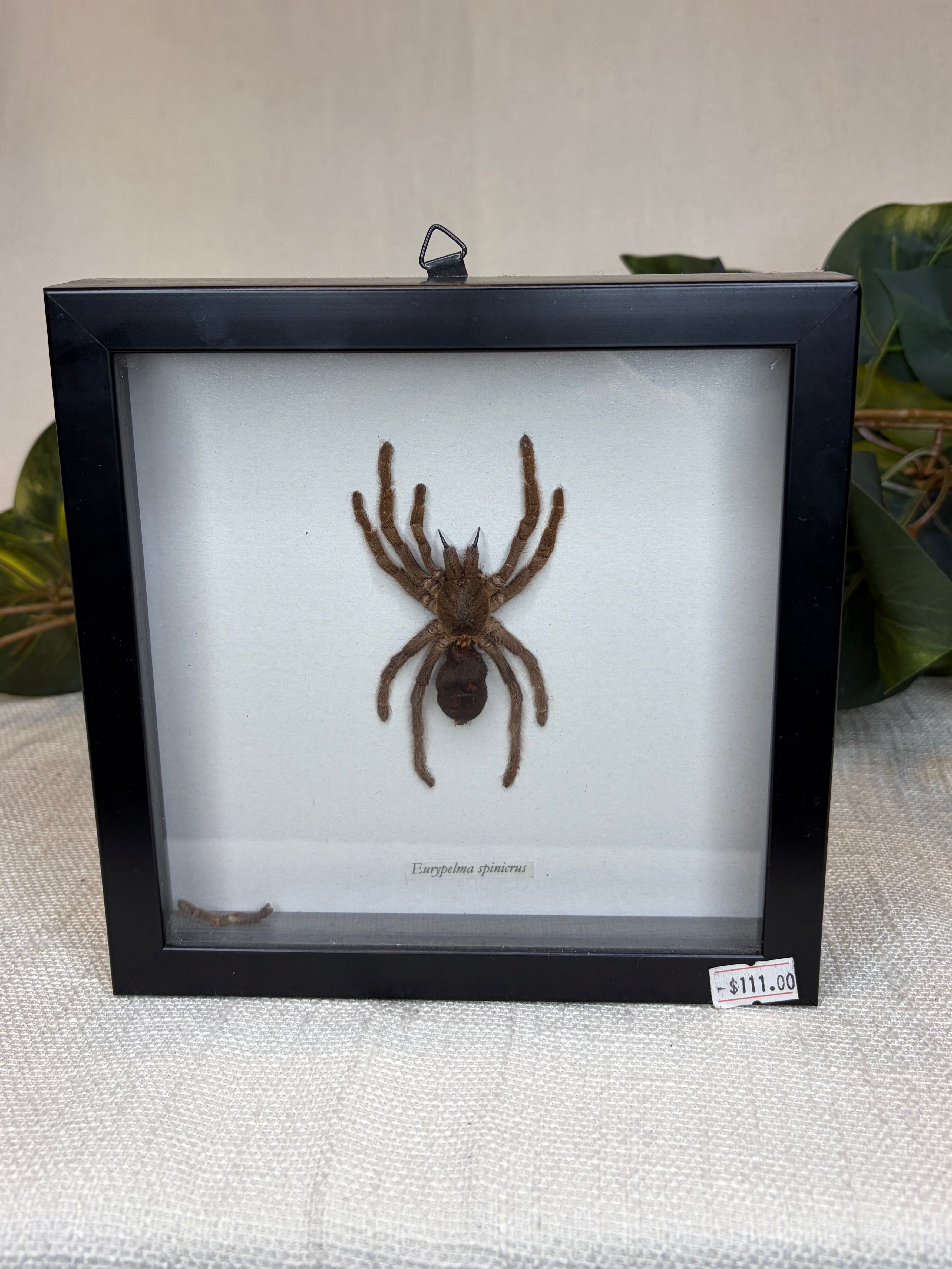 Framed Spider