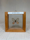 Framed Butterfly